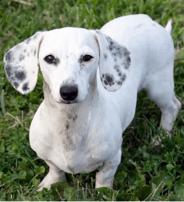 are piebald dachshunds rare