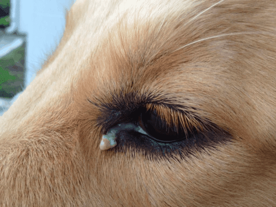 Does Your Dachshund Have Eye Problems? Signs, Causes and Prevention