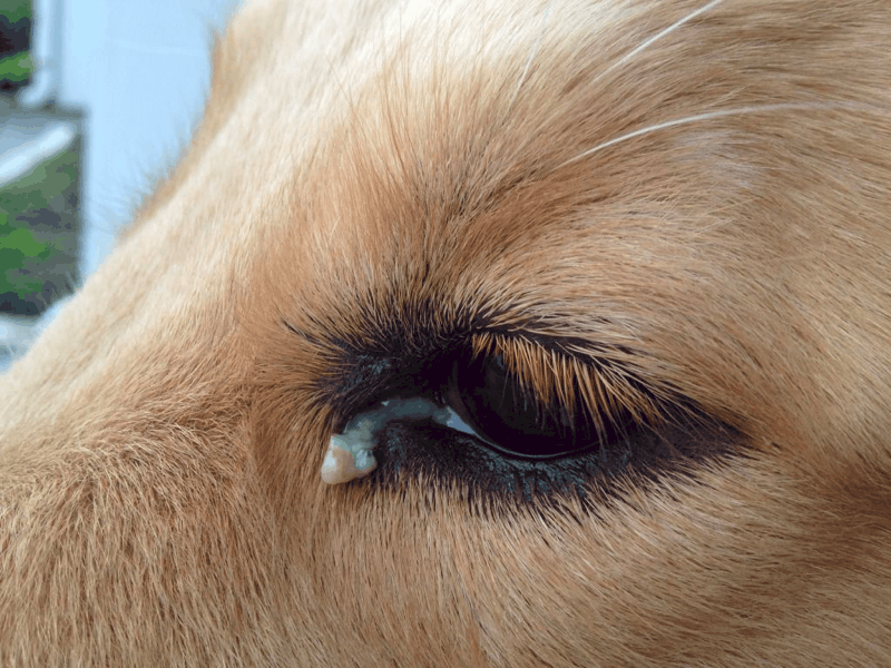 does-your-dachshund-have-eye-problems-signs-causes-and-prevention