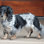 Dapple Dachshunds – Temperament, Health, Costs and Pictures