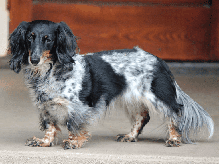 Dapple Dachshunds – Temperament, Health, Costs and Pictures