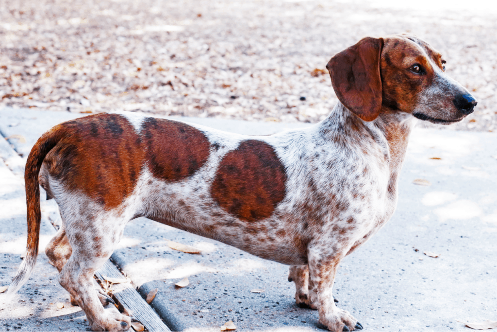 Piebald Dachshund Temperament, Health, Costs and Pictures