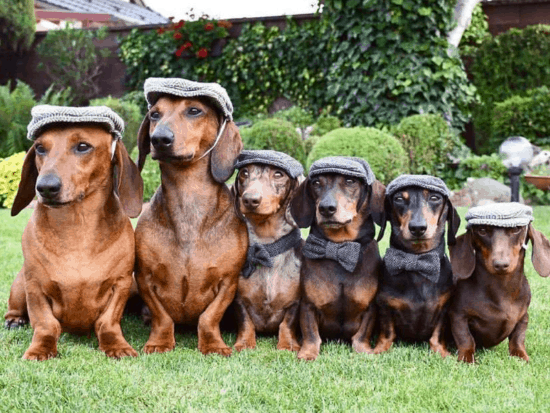 At What Age Do Dachshunds Stop Growing?