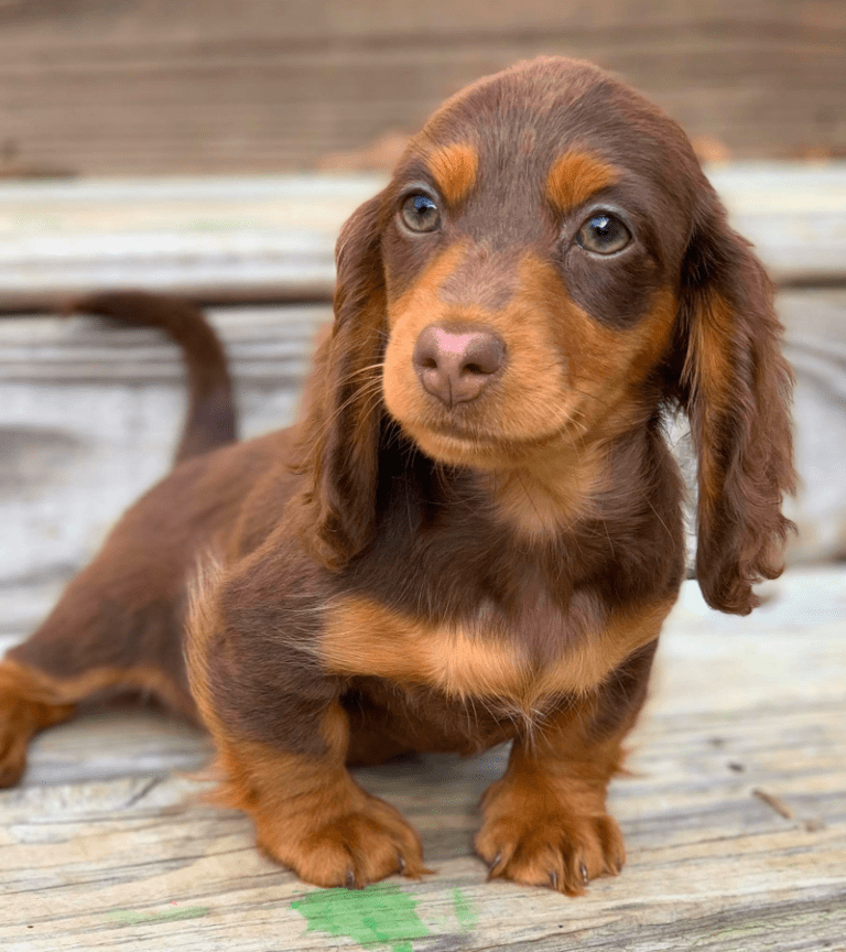 Top 20 Best Dachshund Breeders in Alabama (AL) State [Updated in 2021]