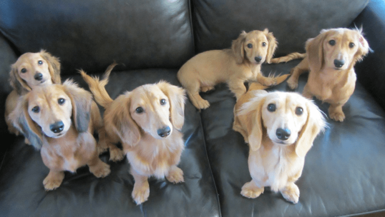 English Cream Dachshunds: Temperament, Types, Health And Care