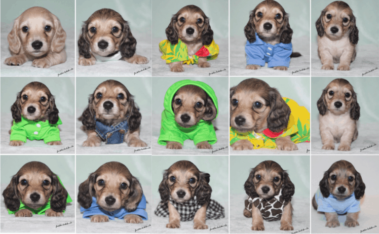 Top 20 Best Dachshund Breeders in Alabama (AL) State [Updated in 2021]