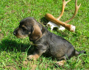 Top 12 Best Wire-Haired Dachshund Breeders Across The USA