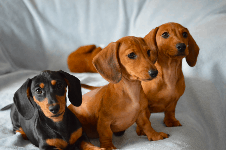 Top 14 Best Dachshund Breeders in Michigan (MI) State 2021