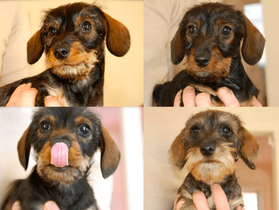 Top 12 Best Wire Haired Dachshund Breeders Across The USA   Roundabout Kennel Wire Haired Dachshunds In Wisconsin 550x413 