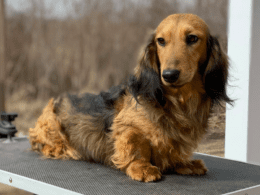 English Cream Dachshunds: Temperament, Types, Health and Care