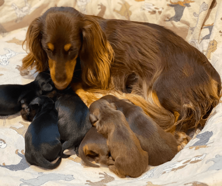 Top 20 Best Dachshund Breeders in Alabama (AL) State [Updated in 2021]