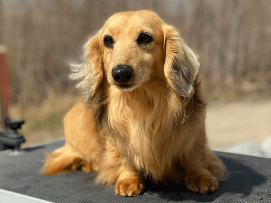 English Cream Dachshunds: Temperament, Types, Health and Care