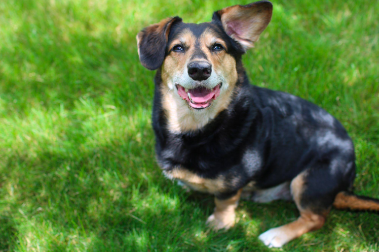 Dachshund German Shepherd Mix: That Adorable Face!