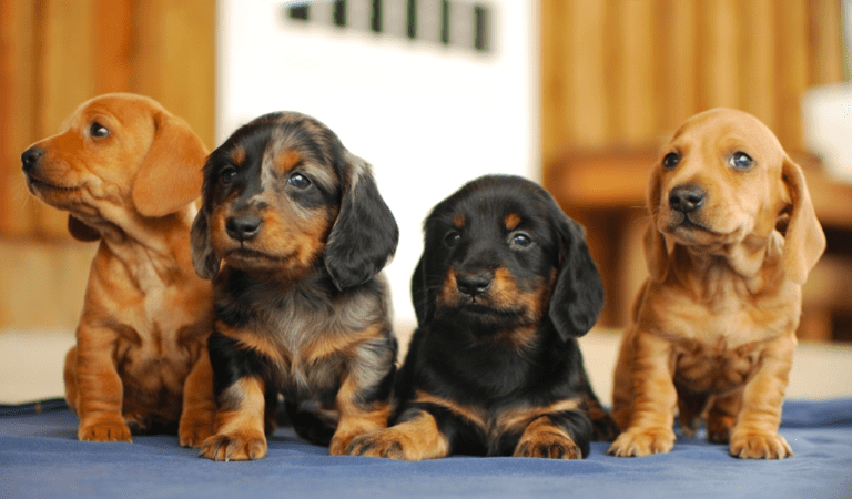 Top 10 Best Dachshund Breeders in South Carolina (SC)