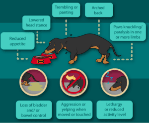 IVDD in Dachshunds – Don't Let This Happen to Your Doxie Friend