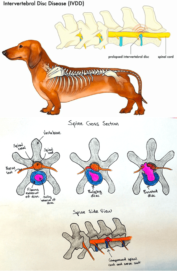 IVDD in Dachshunds – Don't Let This Happen to Your Doxie Friend