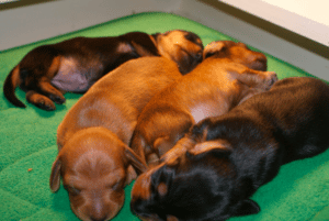 Top 10 Dachshund Breeders in North Carolina (NC)