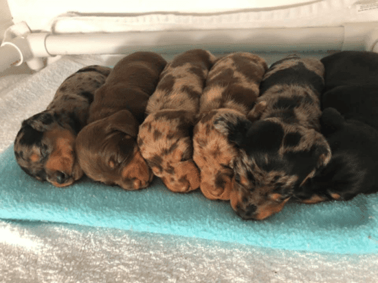 Top 10 Dachshund Breeders In North Carolina (NC)